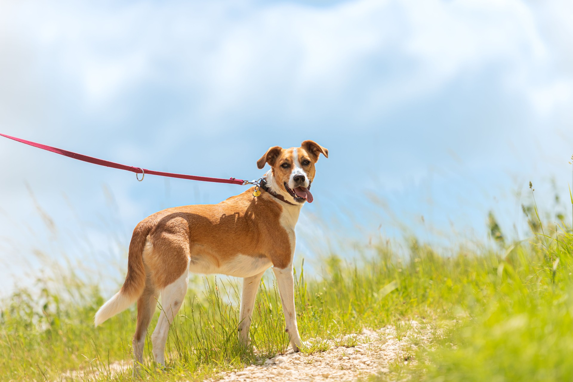 cute enchanting dog is sitting on the path  without humans.