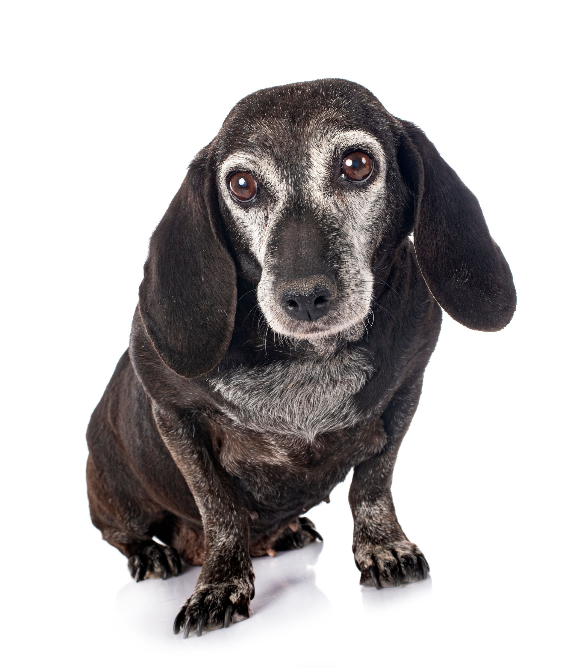 brown Dachshund